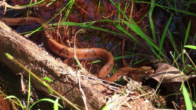 snake in the sun, specie of Bothrops genus