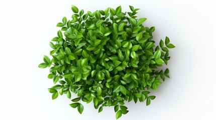 Obraz premium A small green plant with leaves is on a white background