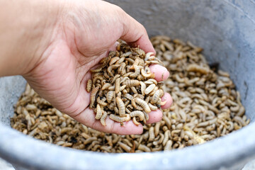 Larvae of Black Soldier Fly (Hermetia illucens) for protein animal feed ingredient