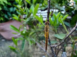 dragonfly on a branch
