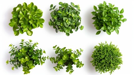 Obraz premium A collection of green plants in various shapes and sizes