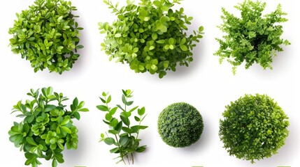 Obraz premium A collection of green plants are shown in various sizes and shapes