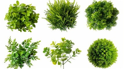 Obraz premium A collection of green plants with different shapes and sizes