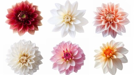 Fototapeta premium A close up of six different colored flowers, including pink, white, and orange