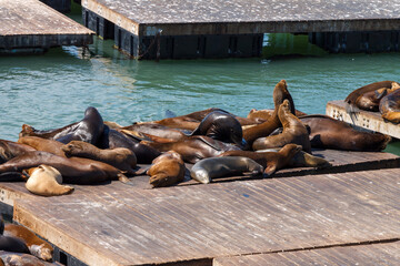 Fototapeta premium Pier 39 Sea Lions San Francisco