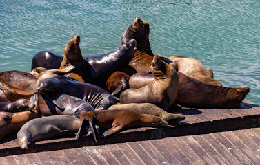 Fototapeta premium Pier 39 Sea Lions San Francisco