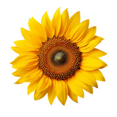 Fototapeta premium Bright Yellow Sunflower Bloom Isolated On Transparent Background