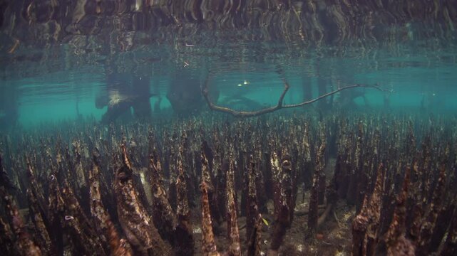 Sharp roots, called pneumatophores, rise from the shallow seafloor of a mangrove forest along the coast of Lembata, Indonesia. This type of root is used by black mangrove trees to capture oxygen.