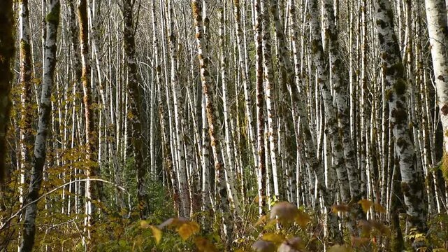Red alder forest