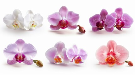 A variety of different colored orchids, including white, pink, and purple