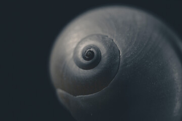 Close up macro photograph of a spiralled seashell against a dark background.