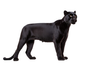 Black Panther Standing Against White Background