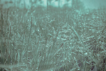 Morning sunrise on  spring grass field with dew water drops nature wallpaper background