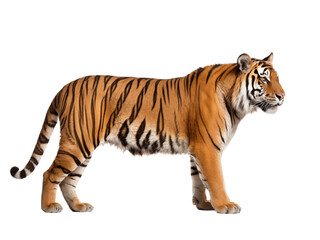 Obraz premium Majestic Tiger Standing In Profile Isolated On Transparent Background