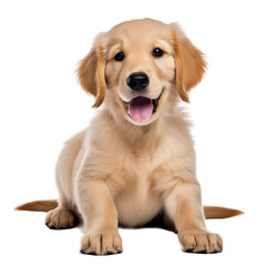 Obraz premium Happy Golden Retriever Puppy Isolated On Transparent Background