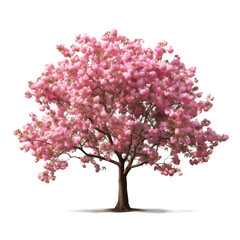 Pink Flowering Tree Isolated On Transparent Background