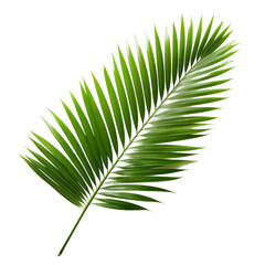 Obraz premium Green Palm Leaf On Transparent Background