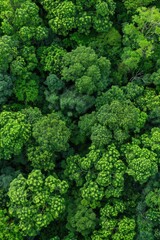 Aerial photography of a dense and vibrant green forest from above