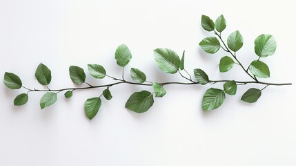 Obraz premium Green Branch with Leaves on White Background