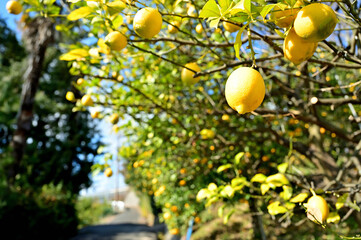 瀬戸田のレモンが実った風景　広島県尾道市生口島