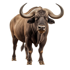 Fototapeta premium African Buffalo Standing On Transparent Background