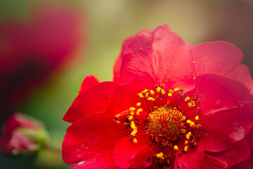 red geum flower