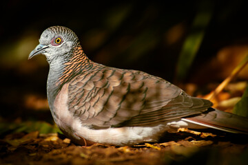 The bar-shouldered dove is a species of long tailed dove native to Australia and Southern New Guinea. It is protected under the National Parks and Wildlife Act 1974.