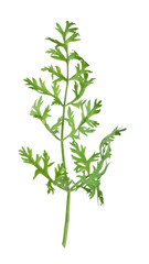 One green carrot twig isolated on white