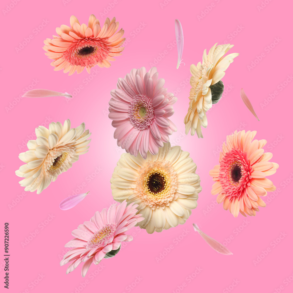 Poster Colorful gerbera flowers in air on pink background