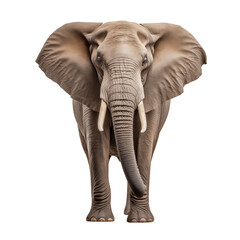 Fototapeta premium Majestic African Elephant Facing Forward