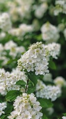 Closeup of cream colored, round flower head with many tiny flowers on a green leafy background. Mountain ash plant in bloom with white colored flowers