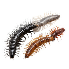 Fototapeta premium Assortment Of Colorful Centipedes Isolated