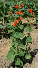 Cubios (Tropaeolum tuberosum) at organic cultivation field