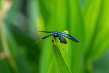 メタリックな光沢の羽根がきれいなチョウトンボ オス