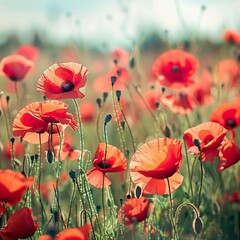 Obraz premium Field of poppies