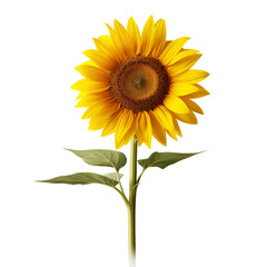 Obraz premium Bright Sunflower With Green Leaves