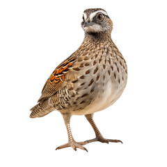 Fototapeta premium Detailed Quail Bird On Rock