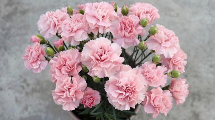 Light pink carnations, occupying the center of the image, inside a pot seen from above 