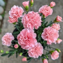 Fototapeta premium Light pink carnations, occupying the center of the image, inside a pot seen from above 