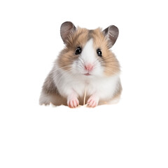 An adorable hamster with brown and white fur, sitting on a straw nest and looking directly at the camera This cute pet exudes charm and curiosity