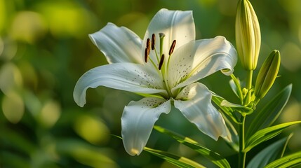 Obraz premium white lily flower