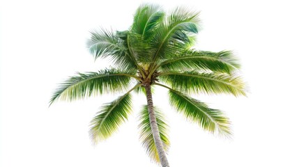 Isolated Palm Tree Against White Background