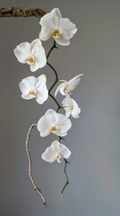 Obraz premium Orchids on branch