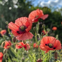 Obraz premium Poppies in May.