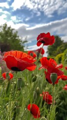 Obraz premium Poppies in May.