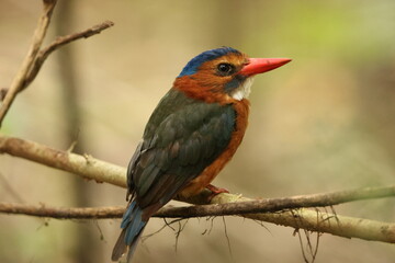 The green-backed kingfisher (Actenoides monachus) is a species of bird in the family Alcedinidae endemic to North Sulawesi, Indonesia