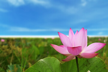 lotus flower in the pond