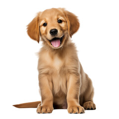 Cute Golden Retriever Puppy Sitting And Smiling On Transparent Background