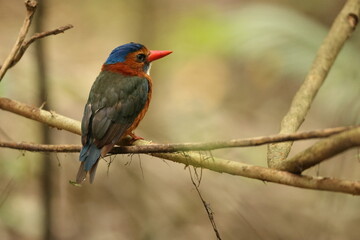 The green-backed kingfisher (Actenoides monachus) is a species of bird in the family Alcedinidae endemic to North Sulawesi, Indonesia
