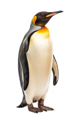 Fototapeta premium Emperor Penguin Standing Tall Isolated on a White Background